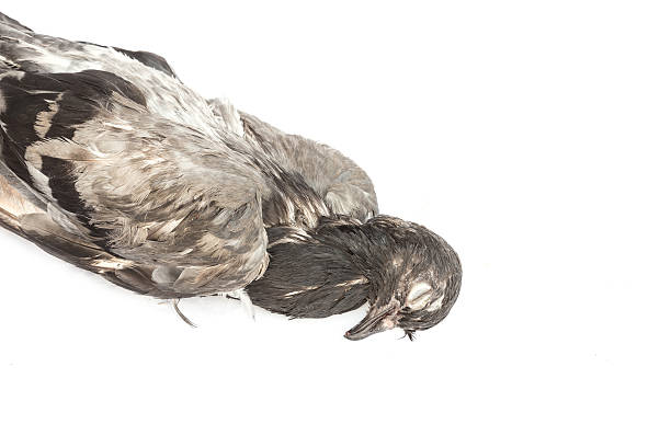 istock Dead pigeon isolated on white background 478160242