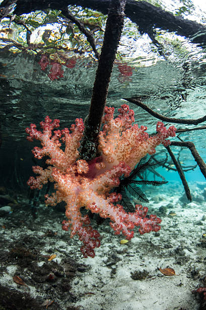 istock Soft Coral and Mangrove 478160396