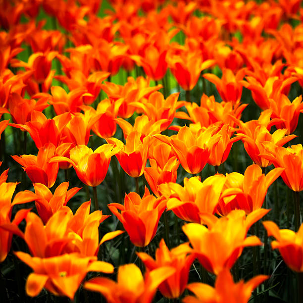 istock Tulip flowers garden in spring, background or pattern 478162633