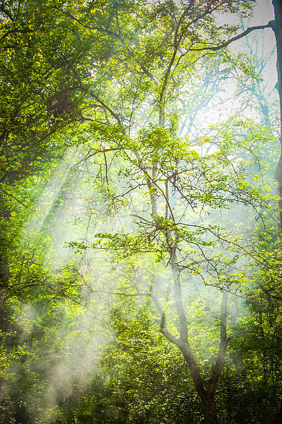 istock green tree crown with a gleam of sunlight 478165962