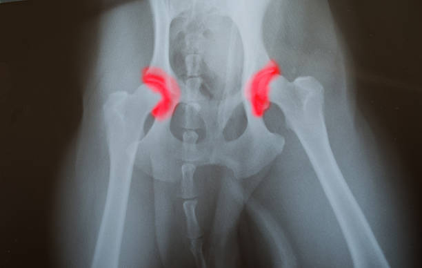 x ray for dog hip have red marker x ray for dog hip have red marker hip joint x stock pictures, royalty-free photos & images