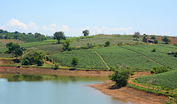 istock Tea farm at Bao Loc highland 478166180