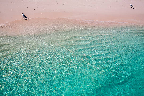 ピンクのビ��ーチ - sand sea caribbean sea wave ストックフォトと画像
