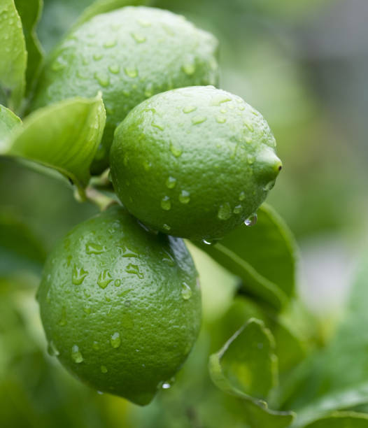 close-up de gotas de água em verde limões - citrus fruit imagens e fotografias de stock