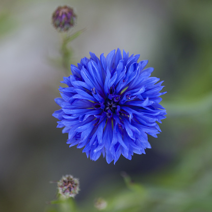 Chicory blue flower blooming in nature, floral background with copy space