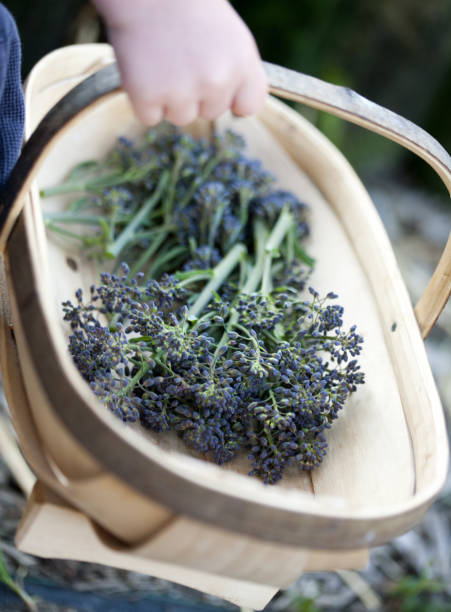 istock Boy carrying basket of fresh picked purple sprouting broccoli 478167575