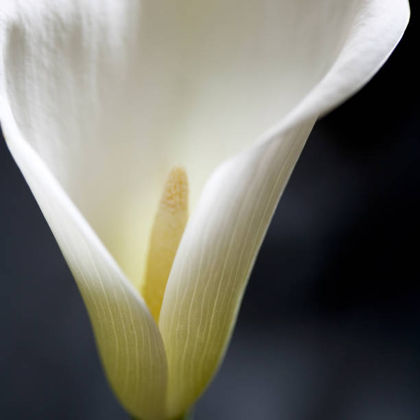 istock Close up of white lily flower 478167591