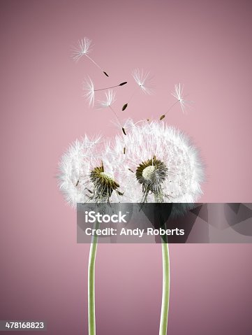 istock Close up of dandelion plants blowing in wind 478168823
