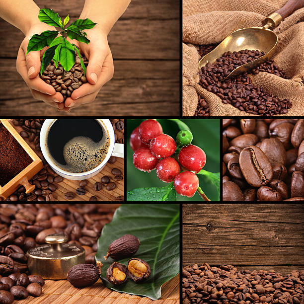 コーヒーコラージュ - coffee crop cup coffee bean coffee ストックフォトと画像