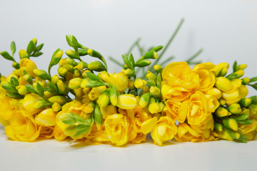 yellow freesia flowers isolated on white background