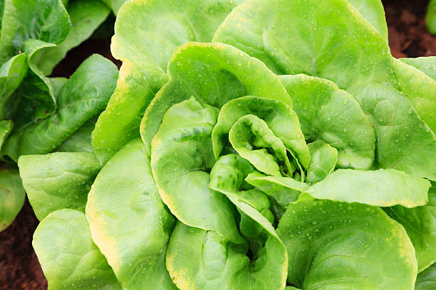 istock Fresh salad and lettuce plantation 478172527