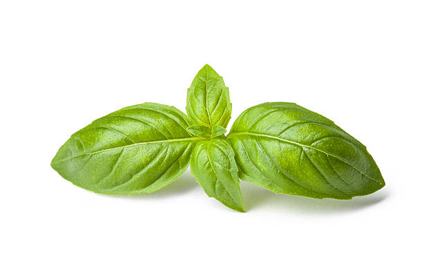 istock Fresh leaf of basil isolated on white background. 478174588