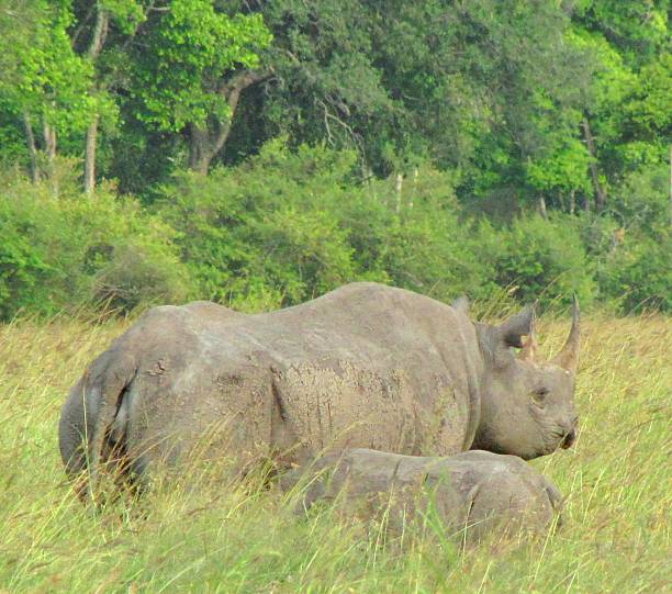 istock Black Rhinoceros with Baby 478176714
