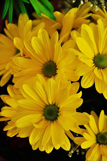 flores arrangment - daisey white flower group of people fotografías e imágenes de stock