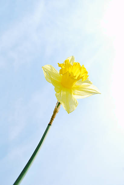 istock Yellow narcissus and a bleu sky 478180282