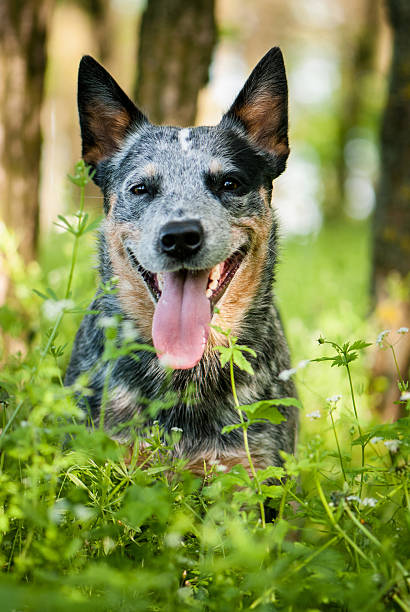 istock Portrait of Australian cattle dog 478180666
