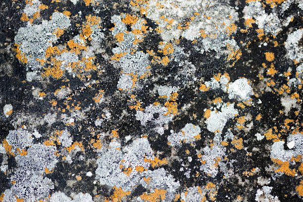 istock Orange lichen covering rock 478180750