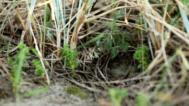 Skylark nest
