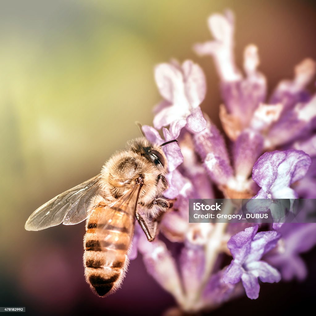 Bee insect foraging pollination process on lavender flower Square composition close-up shot of a orange honey bee insect foraging lavender flower, making pollination in summer on fresh purple lavender flower. Square macro photography in selective focus with blurred texture in background. Honey Bee Stock Photo