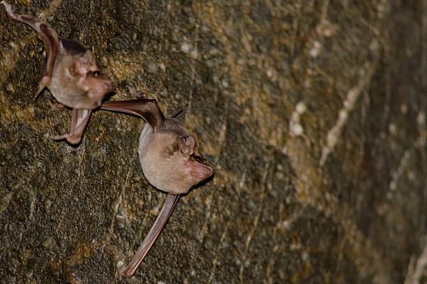 istock bat is mammal and call 