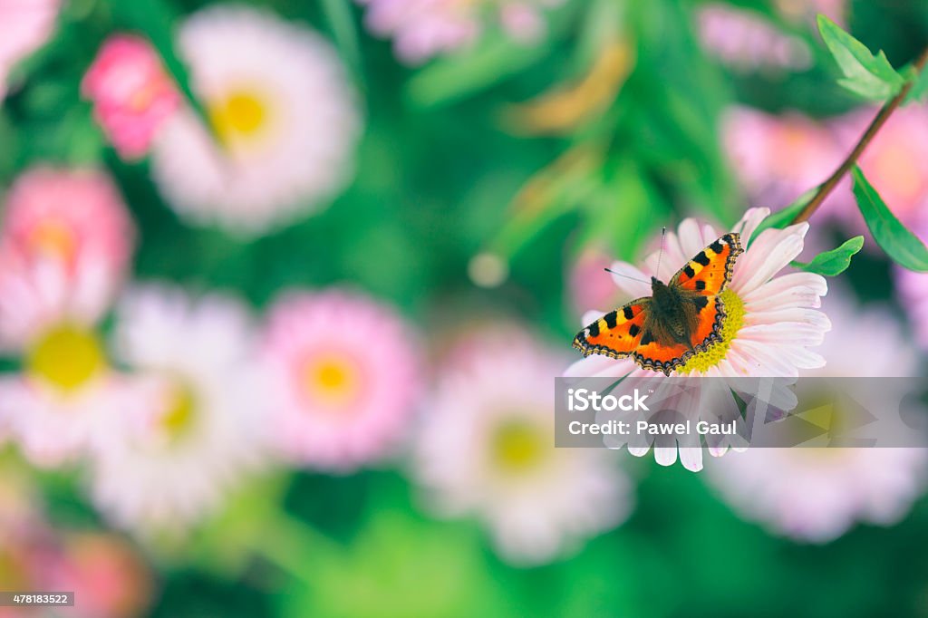 Butterfly on flower in meadow 2015 Stock Photo