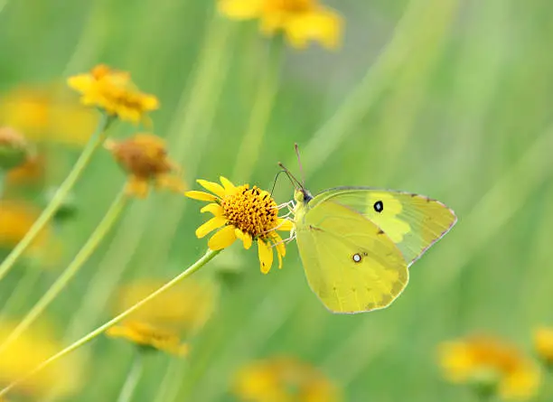 a dogface butterfly perching on a yellow flower