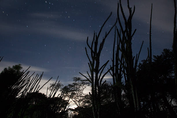 istock Nighttime stars over octopus trees in spiny desert southern Madagascar 478184376