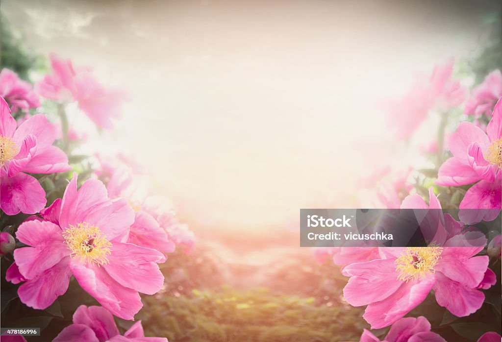 Pink peony on blurred nature background, floral border 2015 Stock Photo