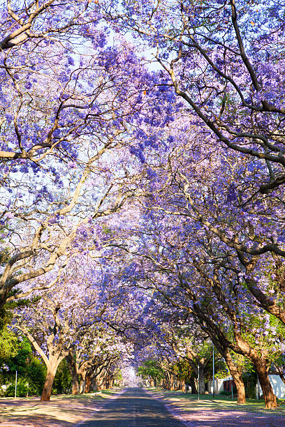 Road lined with beautiful purple jacaranda trees in bloom, South Africa's capital Pretoria