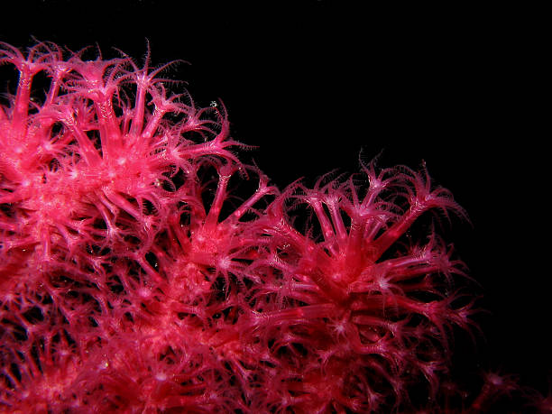 istock Closeup of red gorgonian Paramuricea clavata 478187734