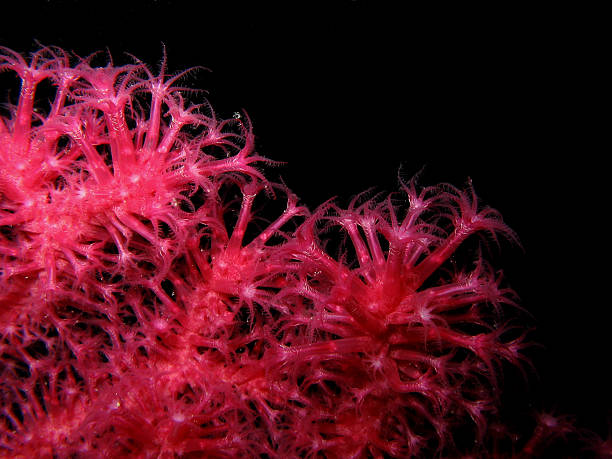 Closeup of red gorgonian Paramuricea clavata Closeup of red gorgonian Paramuricea clavata. details of polyps isolated on black. coral gorgonian coral hydra reef stock pictures, royalty-free photos & images