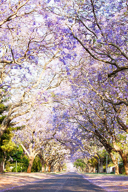 istock Jacaranda trees next to a tarred road in South Africa 478187736