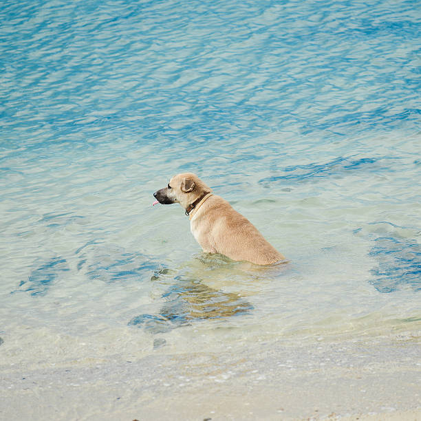 istock Dog swim beach 478187894