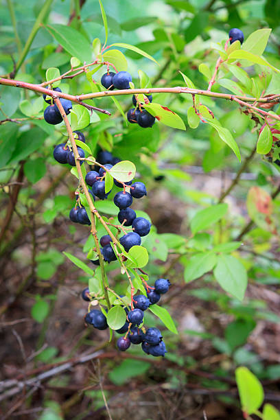 istock Blueberries at home garden 478188164