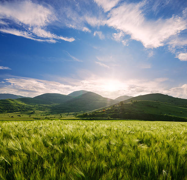 보리 필드 및 힐스 있는 일몰 - barley grass field green 뉴스 사진 이미지