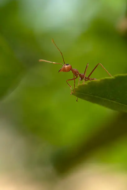 red ant on a leaf