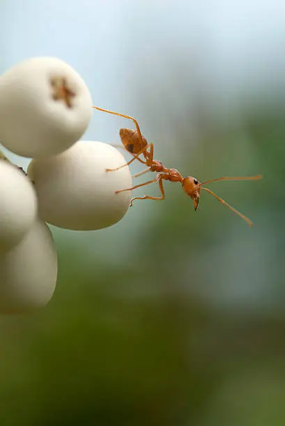 red ant on a leaf