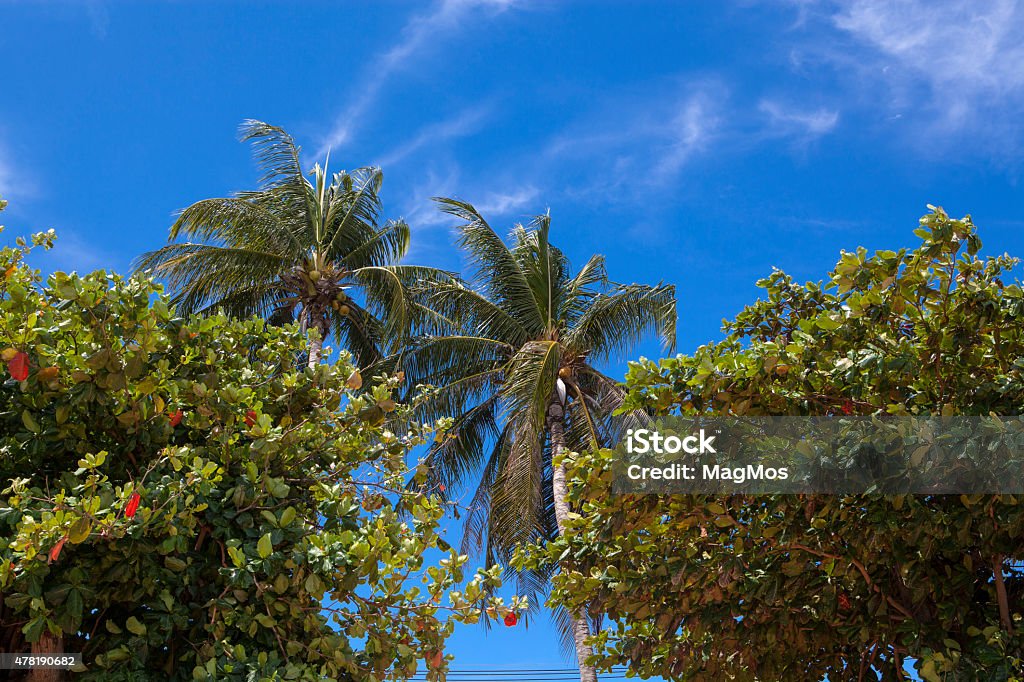 Palm trees and blue sky 2015 Stock Photo