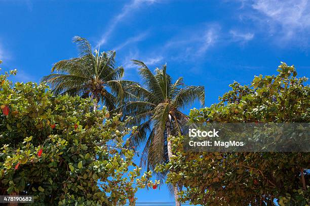 Palm Trees And Blue Sky Stock Photo - Download Image Now - 2015, Beach, Blue
