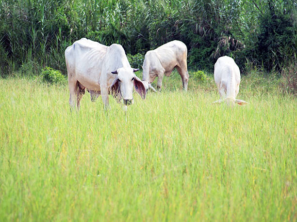 istock Cows grazing in a meadow. Summer sunny day 478190693