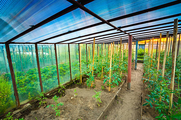 istock Tomato Plant. Raised Beds In Vegetable Garden 478190830