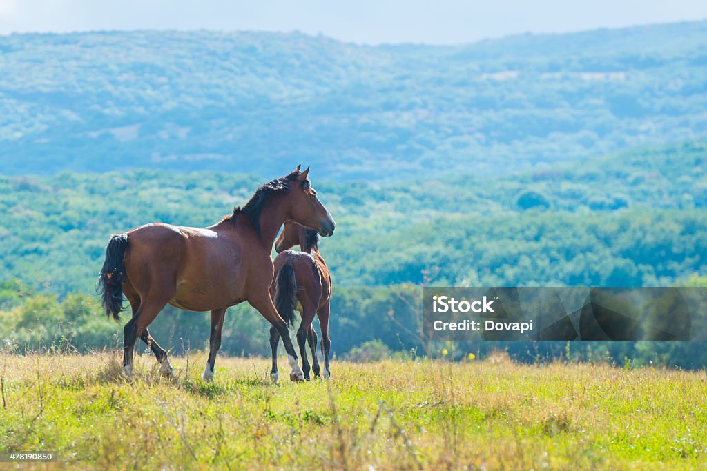 Running dark bay horses Running dark bay horses in a meadow with green grass 2015 Stock Photo