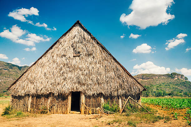 istock Tobacco plantation on Cuba 478190968