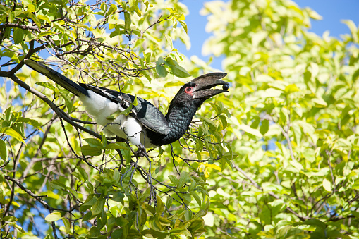 Bycanistes bucinator. Bird feeding on berry in a garden in Livingstone, Zambia.