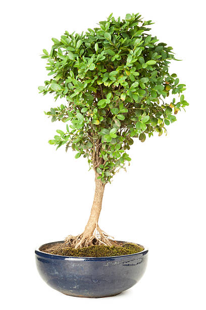 Privet bonsai Privet bonsai isolated on white background with clipping path chinese banyan bonsai stock pictures, royalty-free photos & images