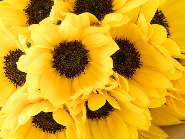 istock Bright yellow sunflower bouquet 478191756