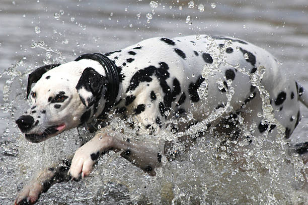 istock Dalmatian dog running in water 478194031