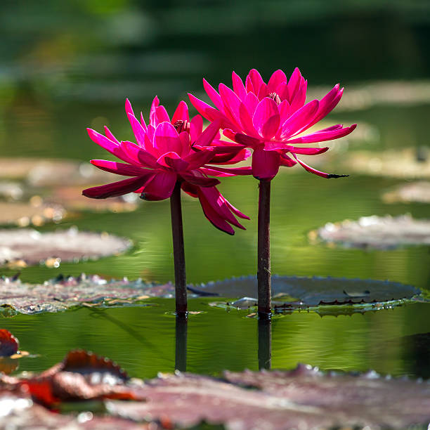 istock Beautiful pink water lily closeup 478195609