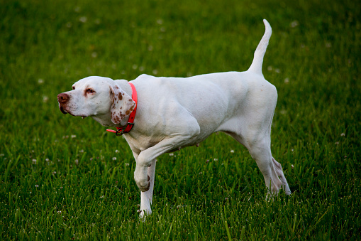 A bird dog in its trained pointing stance