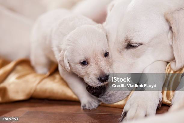 Mom And Child Stock Photo - Download Image Now - Puppy, Young Animal, Cub